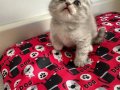 British Shorthair Kediler 