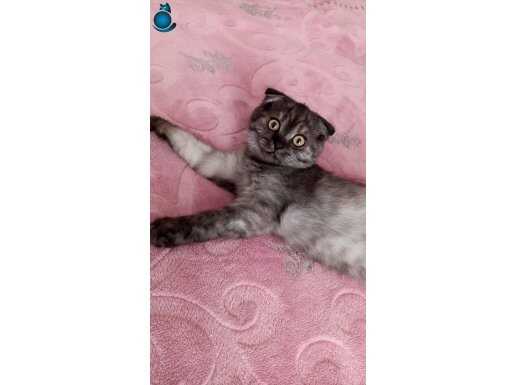 Sevimli yavru scottish evini arıyor