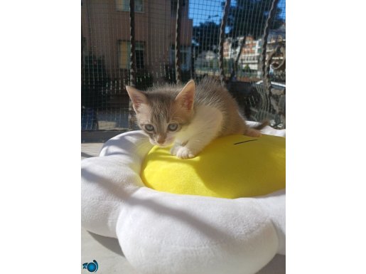 Minişlee sıcacık bir aile ariyor 