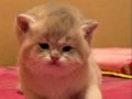 SAFKAN SHOW KALİTE SOY AĞACI BELLİ GOLDEN LONGHAİR SHORTHAİR