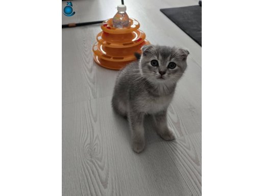 CANAYAKIN, USLU, OYUN ARKADAŞI MIRMIRCI KEDİMİZ