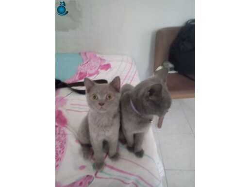 Kedimiz erkek tır ve çok akıllı dır