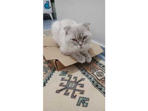 Sakin ,sevecen , saldırgan olmayan cins kedi