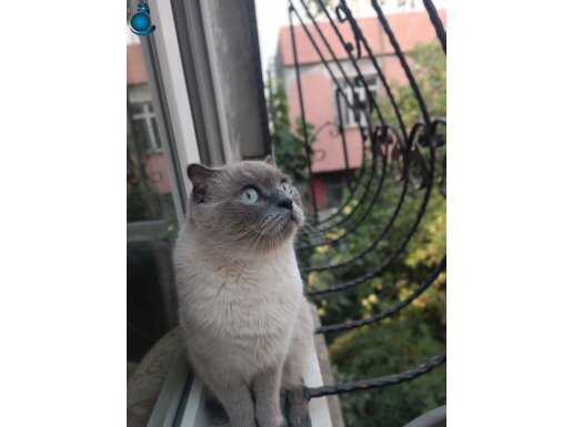 Sakin ve sevecen kedimiz yuva arıyor 