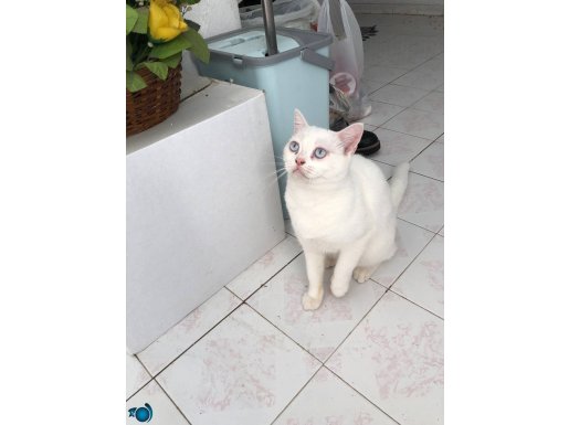 Mavi gözlü beyaz british güzellik, çipli, kısır, aşılı