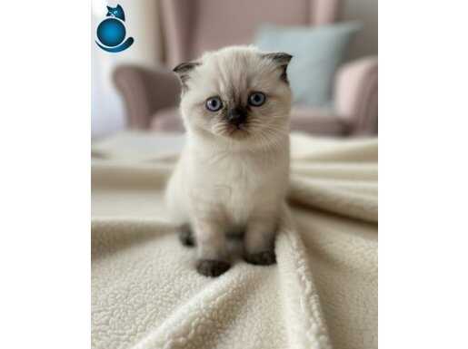 SAFKAN SCOTTİSH FOLD YAVRU