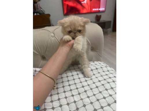 exotic shorthair