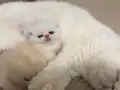 exotix shorthair safkan yavru