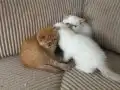 exotix shorthair safkan yavru