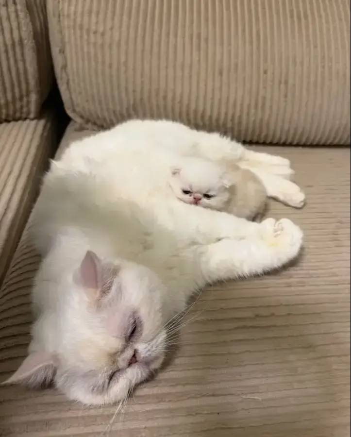 exotix shorthair safkan yavru