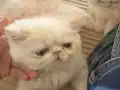 exotix shorthair safkan yavru