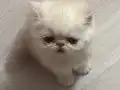 exotix shorthair safkan yavru