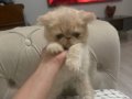 exotic shorthair
