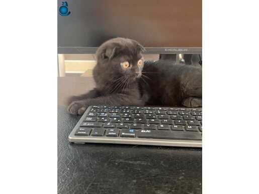 Siyah cana yakın kedimiz bakıcısını bekliyoo