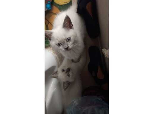 Safkan bulupoint tuvalet eğitimi var 