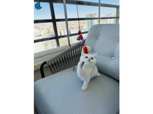 Anne Scottish baba british long orijinal