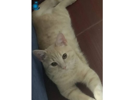 Çok akıllı tuvalet eğitimi olan erkek british short hair 