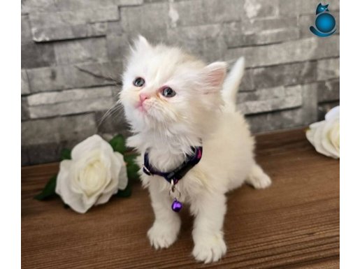 1.5 Aylık British Longhair ve Shorthair Yavrular