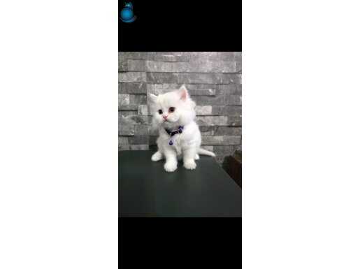 Ankara 2 aylık British Longhair yavrular