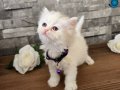 1.5 Aylık British Longhair ve Shorthair Yavrular