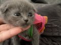 scottish fold erkek 50 günlük yeni yuvasını arıyor