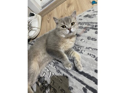 BRITISH SHORTHAIR TUVALET EGITIMI VAR UYSAL KEDI