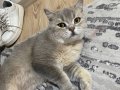 BRITISH SHORTHAIR TUVALET EGITIMI VAR UYSAL KEDI