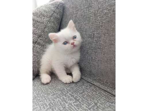 Son kalan pamuk oğlan