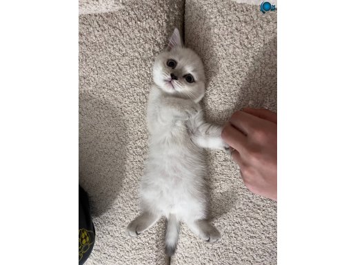 British blue point dişi 2 aylık beyaz mavi göz