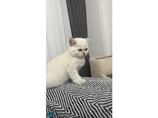 British blue point yavru kedi