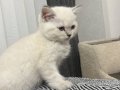 British blue point yavru kedi