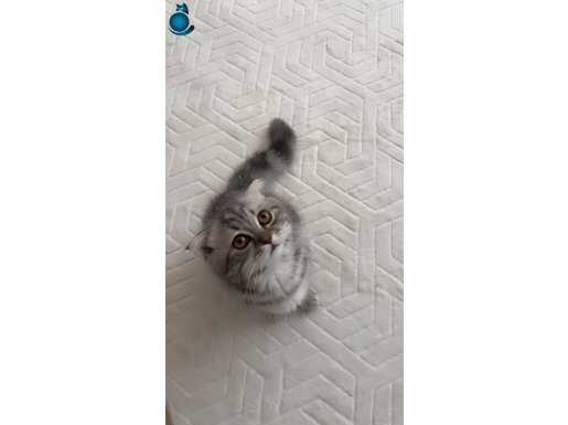 Oyuncu ilgi delisi çok sevecen bir kedi 