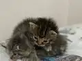 2 tane 2 haftalık yavru kedi 