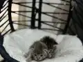 2 tane 2 haftalık yavru kedi 