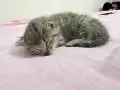 2 tane 2 haftalık yavru kedi 