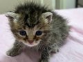 2 tane 2 haftalık yavru kedi 