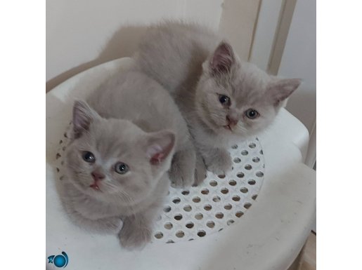 Minnaklarıma ömürlük yuva 