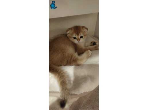 Safkan scottish fold gold dişi