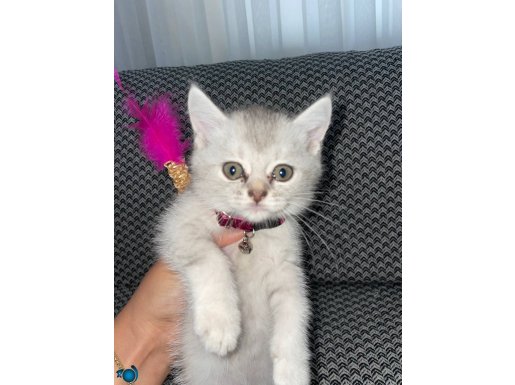 acil yuva arayan minik patimiz