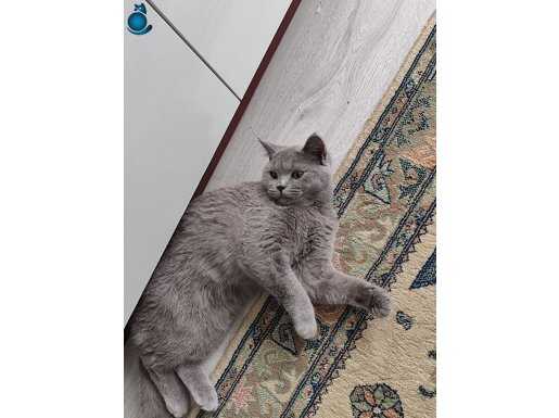 7 aylık british shorthair dişi 