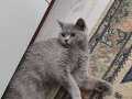 7 aylık british shorthair dişi 