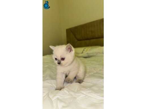 40 günlük british bluepoint yavrular 