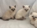 Aydın Kuşadası 50 Günlük British Blue Point Yavrular