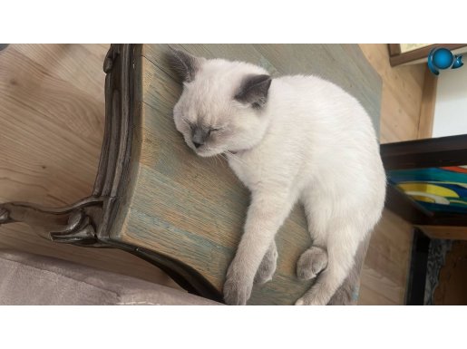 Uysal ve oyunu sever sadık 