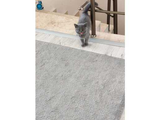 British shorthair 2 aylık 