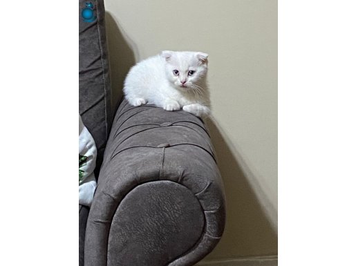 Kar Beyazı Mavi Gözlü Scottish Fold Yavru