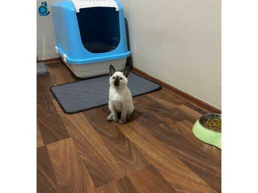 Anne altından Siyam yavruları