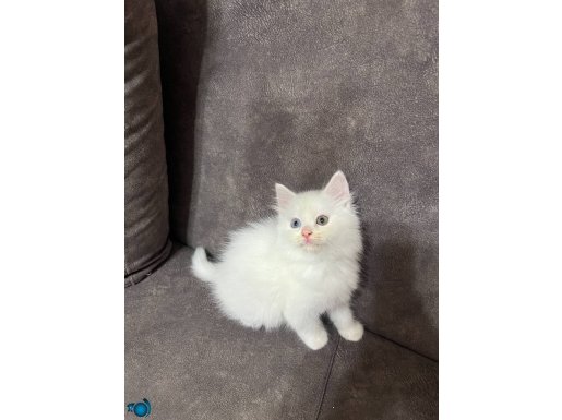 İpeksi Beyaz Kürklü İki Aylık Van Kedisi Yavrusu