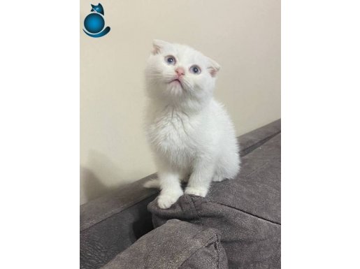 Ataşehir’de Kar Beyazı Katlanmış Kulak Scottish Fold Dişi Yavru