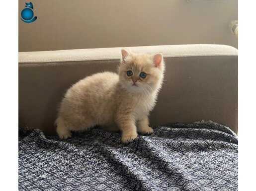 Yavru British Shorthair